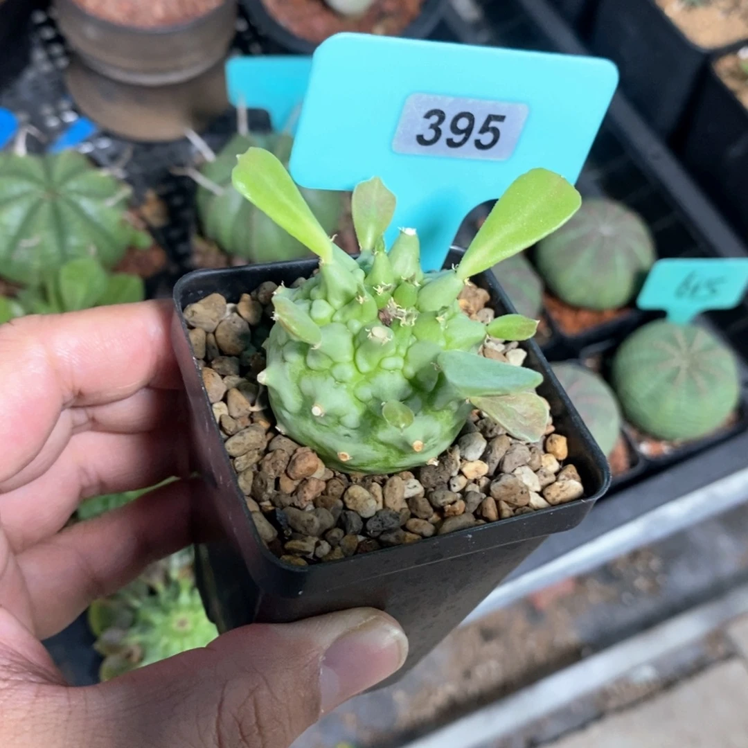 塔松大戟多肉植物