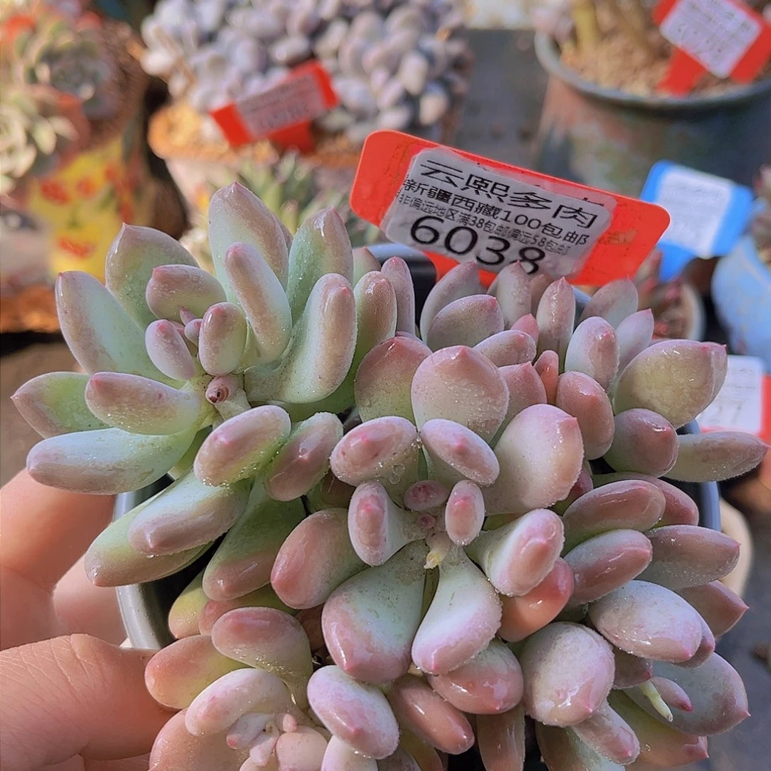 6038三日月美人。