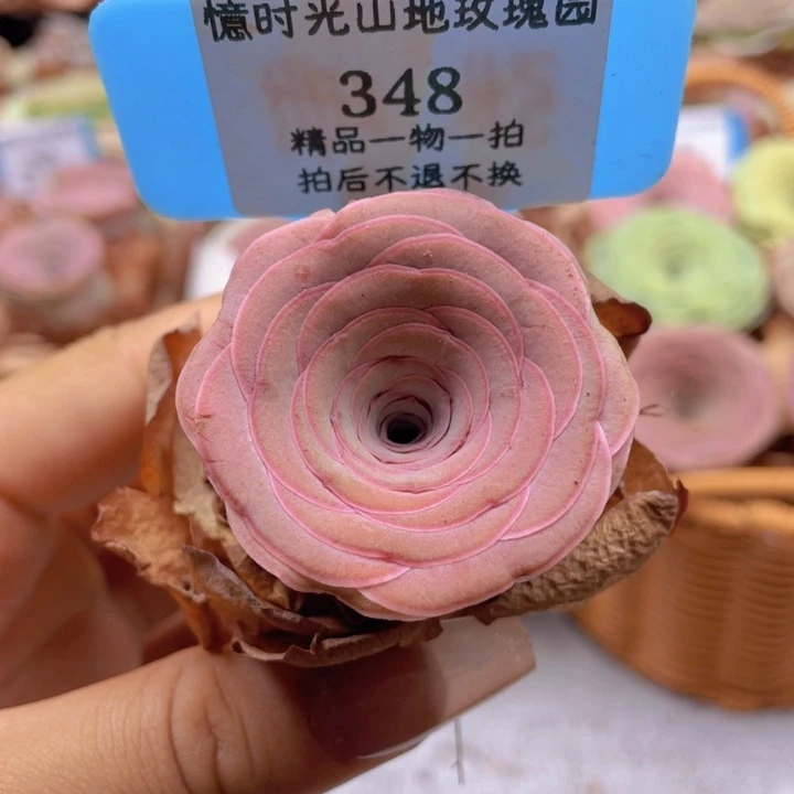 山地玫瑰348裸根发货不售后