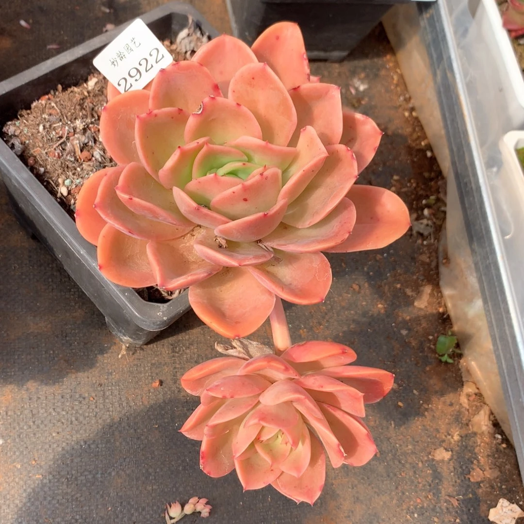 ?****?2922瑕疵不售后特价处理