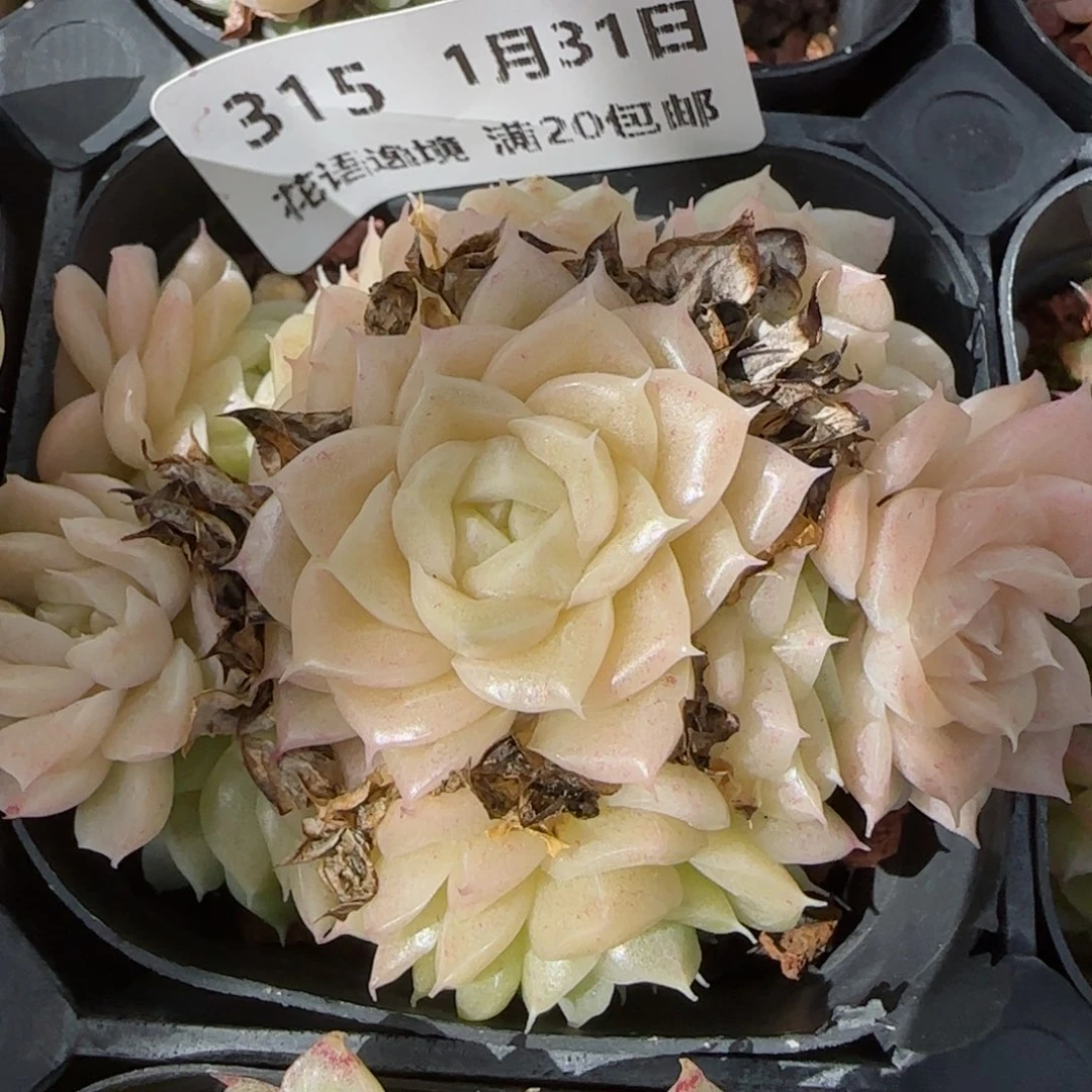 花语逸镜0131-315散