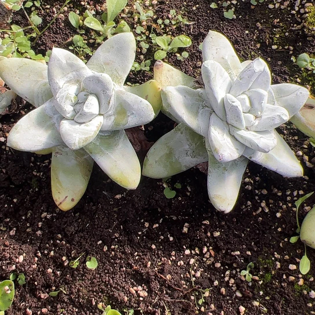 4261拇指仙女杯多肉