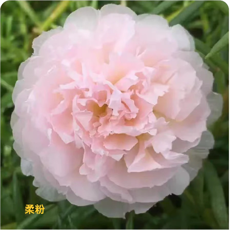重瓣宿根太阳花带根带土