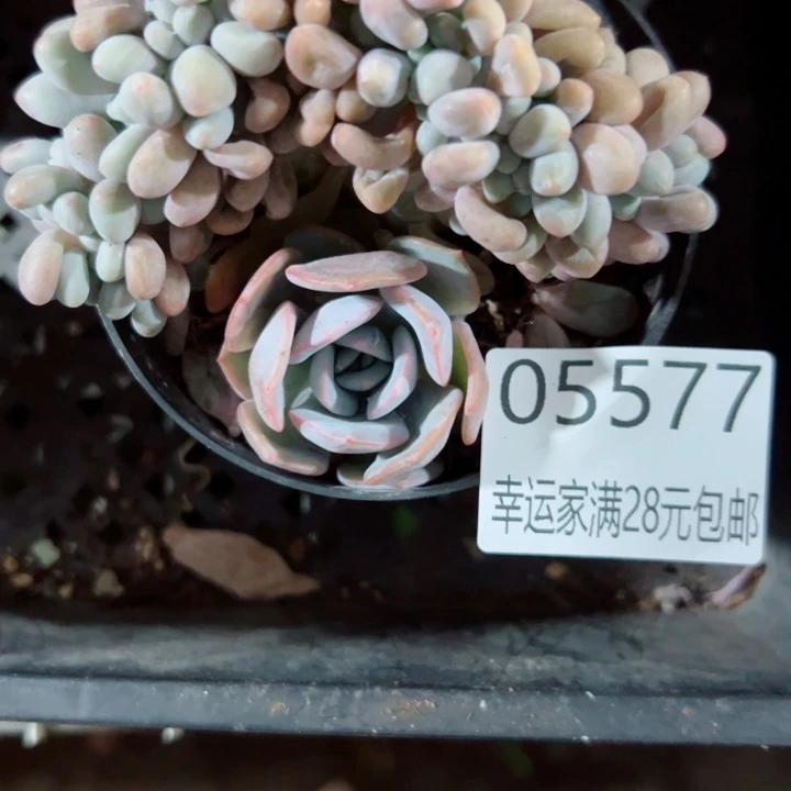 迷***P幸运的是我还没遇到你的