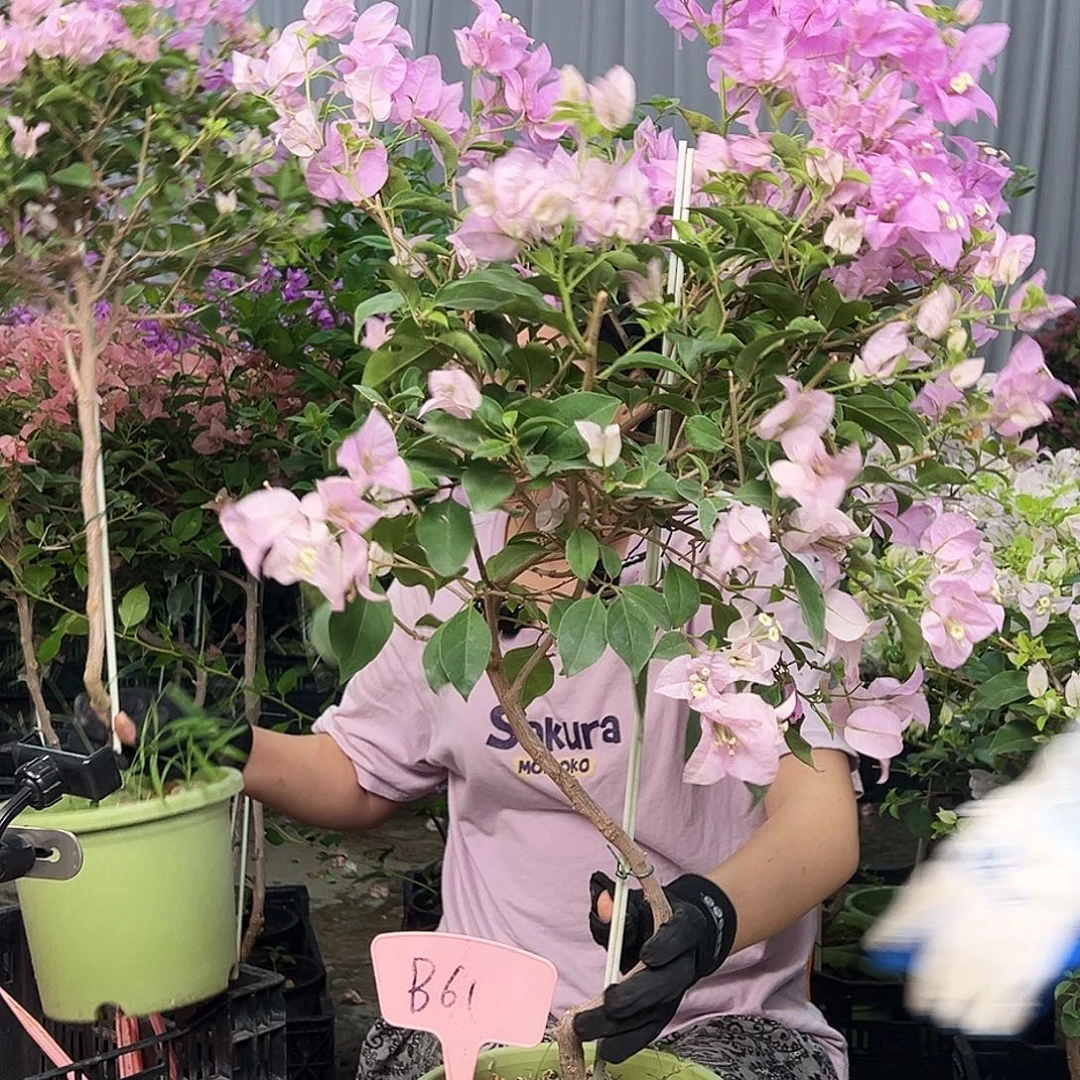 榴***糖大部分花苞少量开放B61巴西紫