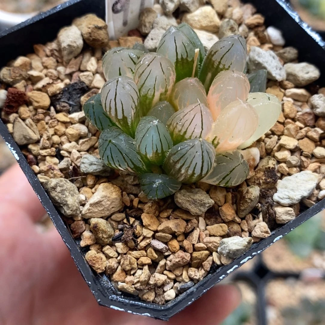 完全开放192霓虹灯玉露锦