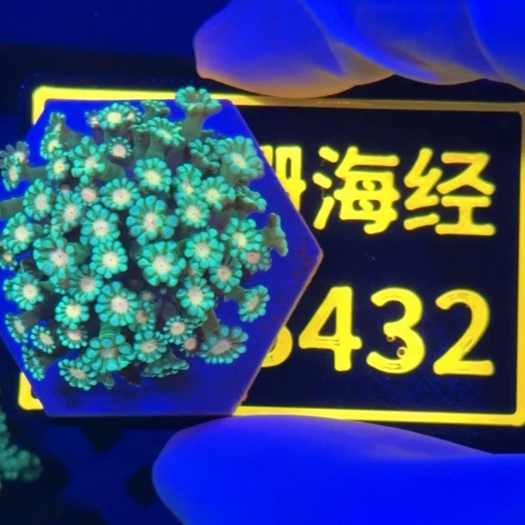 纽扣珊瑚哲****z又又不包邮圣诞岛茉莉B432