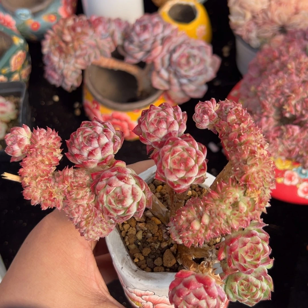 西***心新年快乐 新年快乐