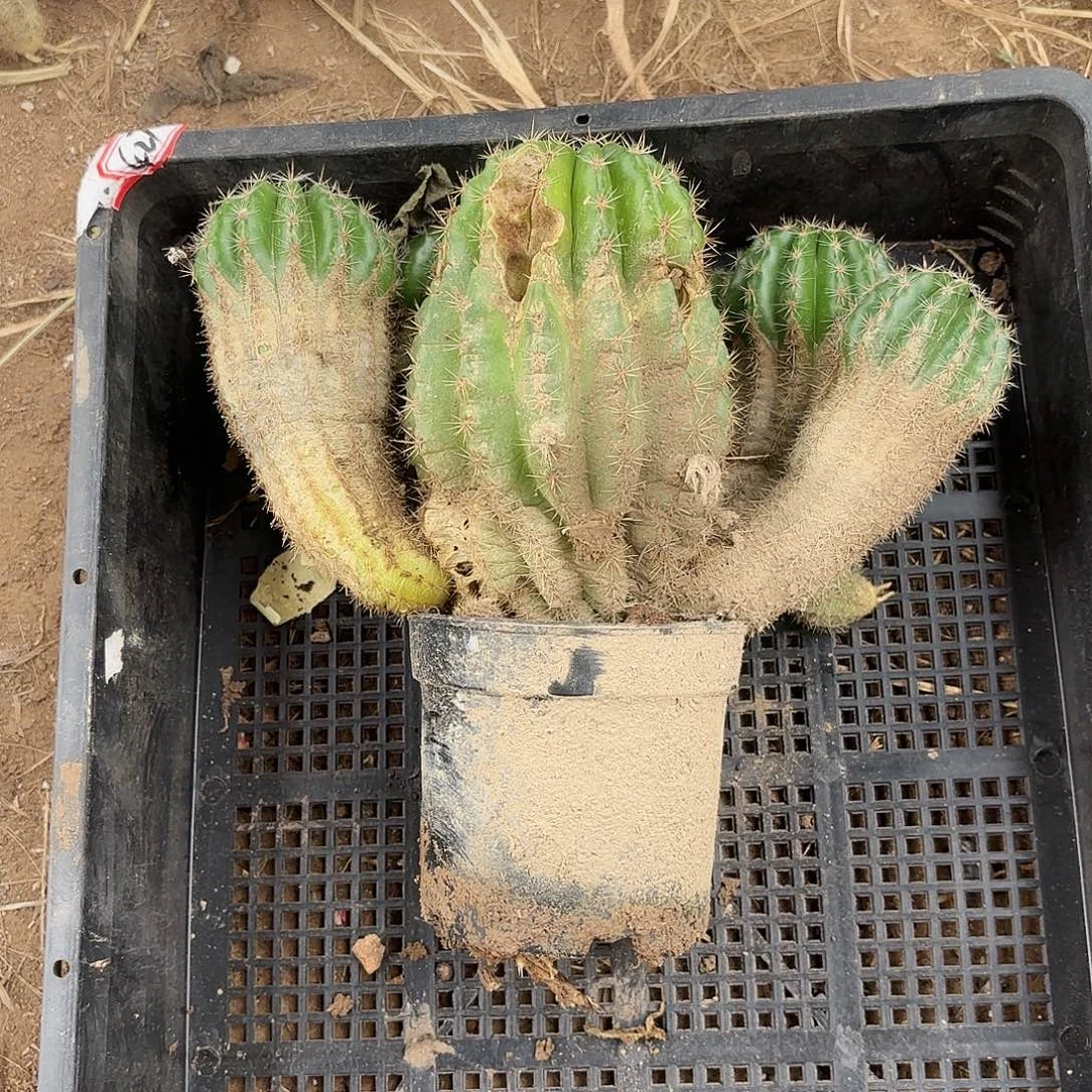 19 瑕疵掉侧牙无售后