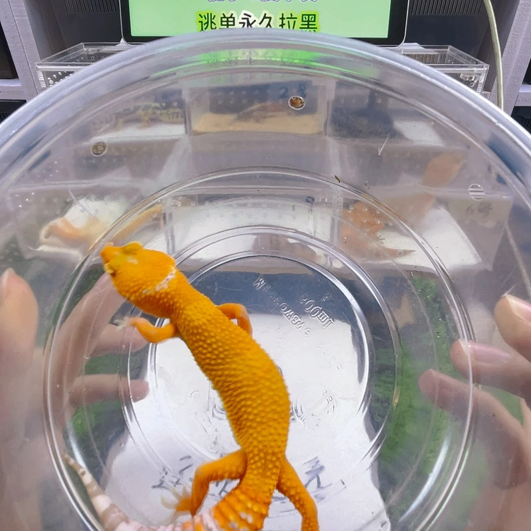 豹纹守宫守宫好看可爱迷人