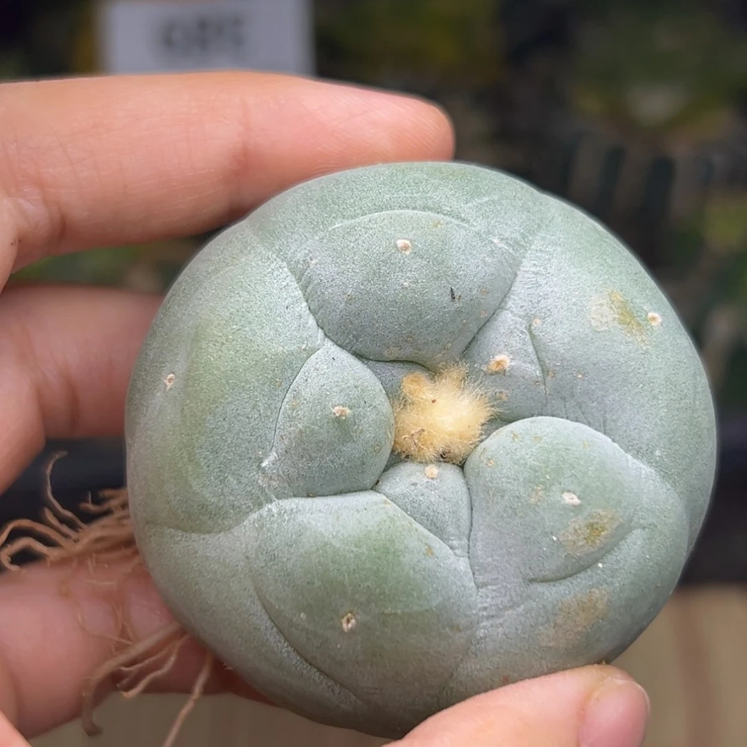 森***林417 有根 仙人球的世界