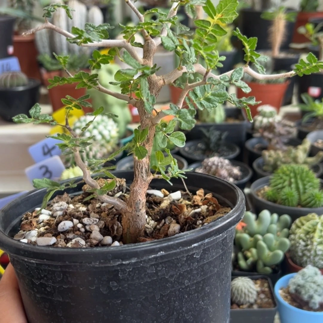 滔天橄榄带盆111111111