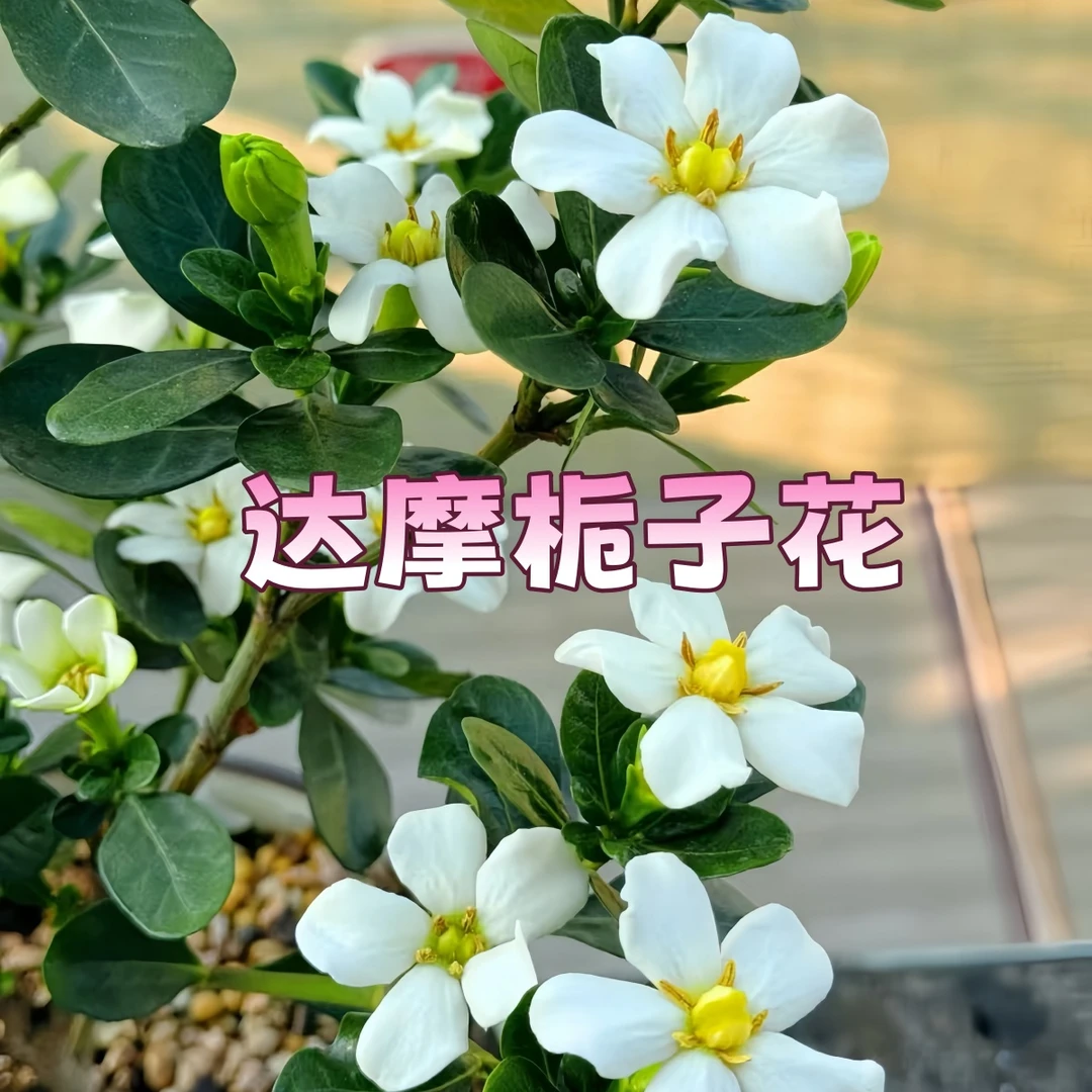 【达摩】栀子花贵货品种小叶栀子花浓香耐热绿植花卉室内外植物
