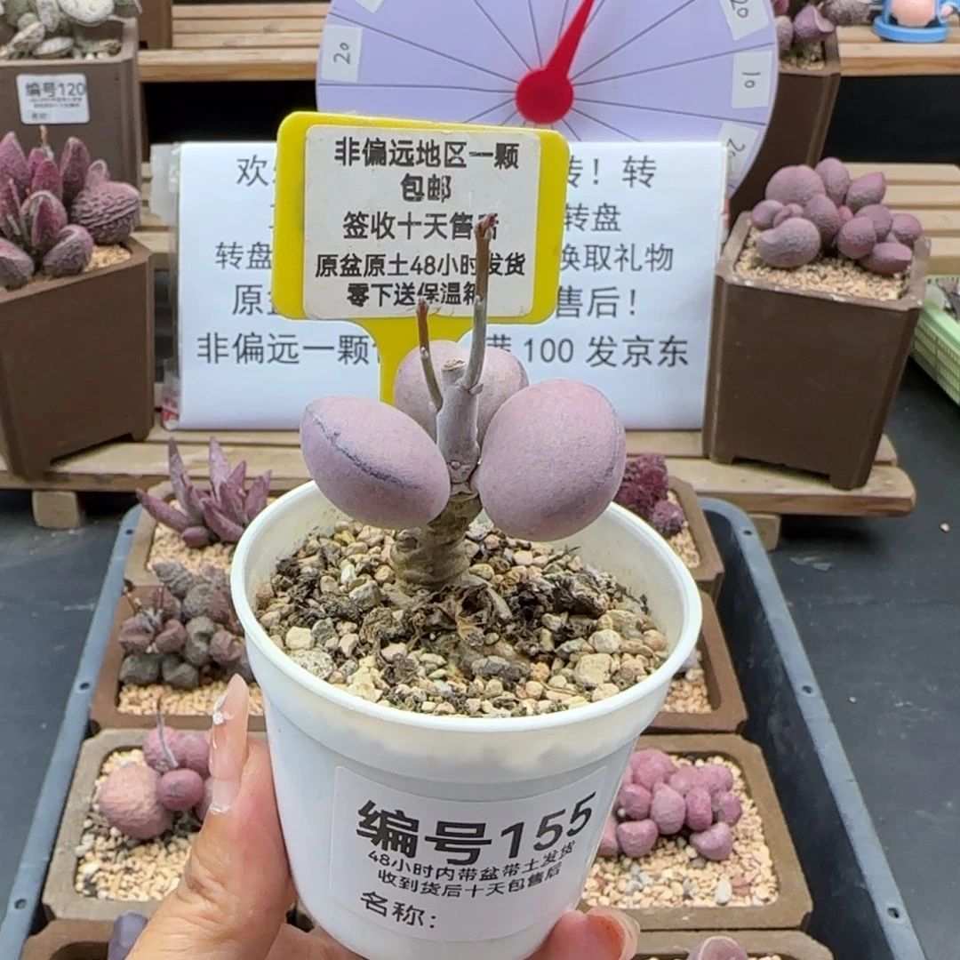 有**腻155球球紫蛋补差多肉植物