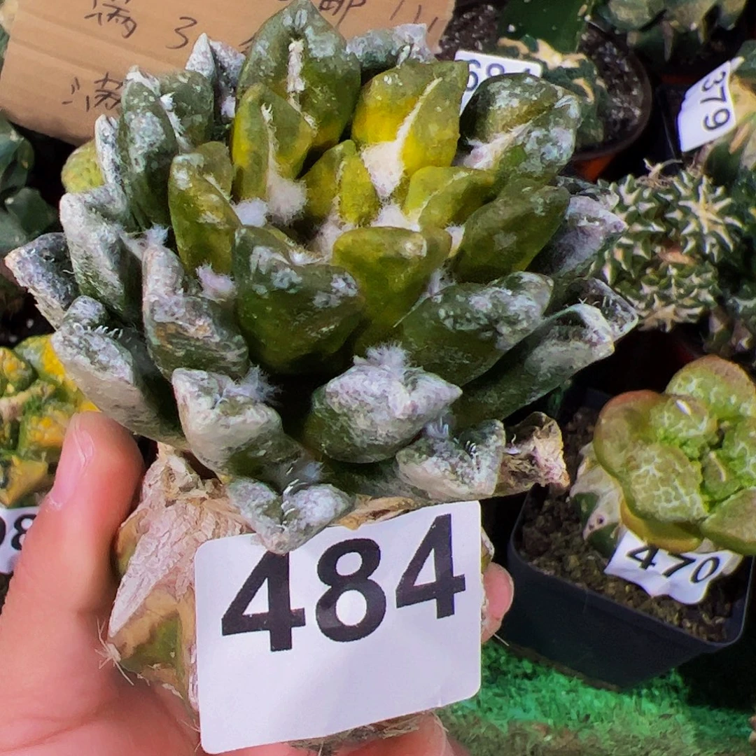 无花朵勃氏黑牡丹锦484