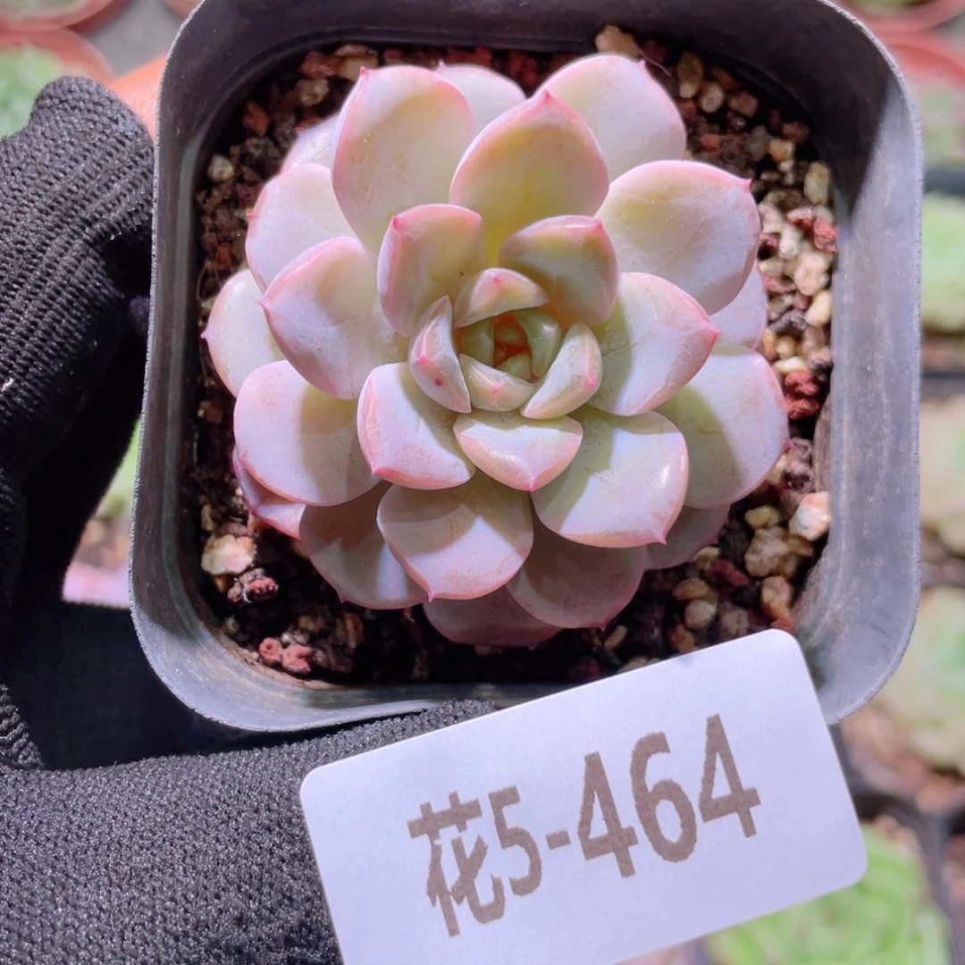 花利美5-464新品