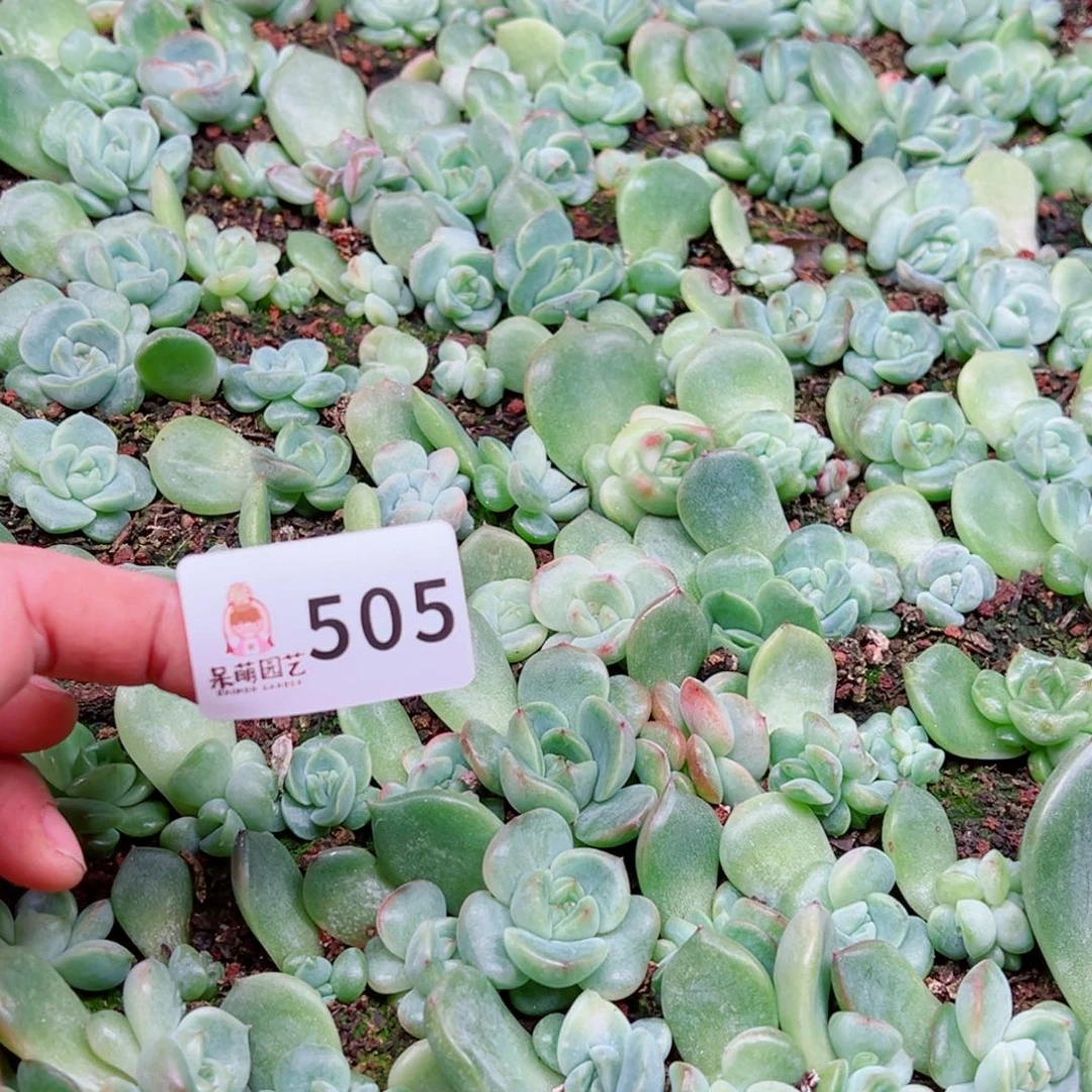 泡***x多肉植物多肉植物