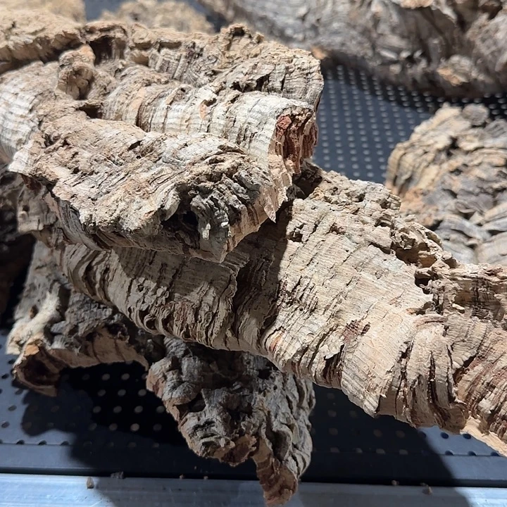 虫***毒无花朵一物一拍一物一发