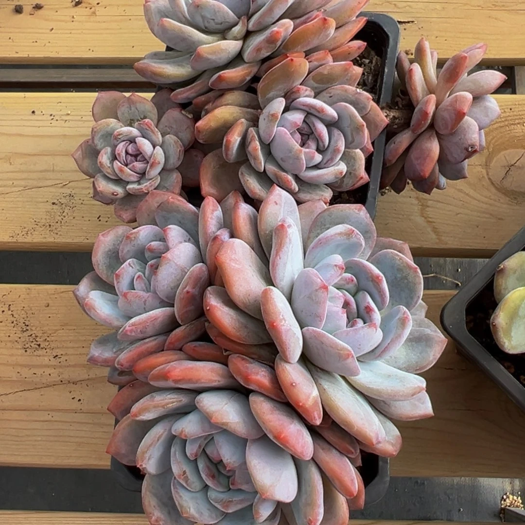 新年快乐 新年快乐