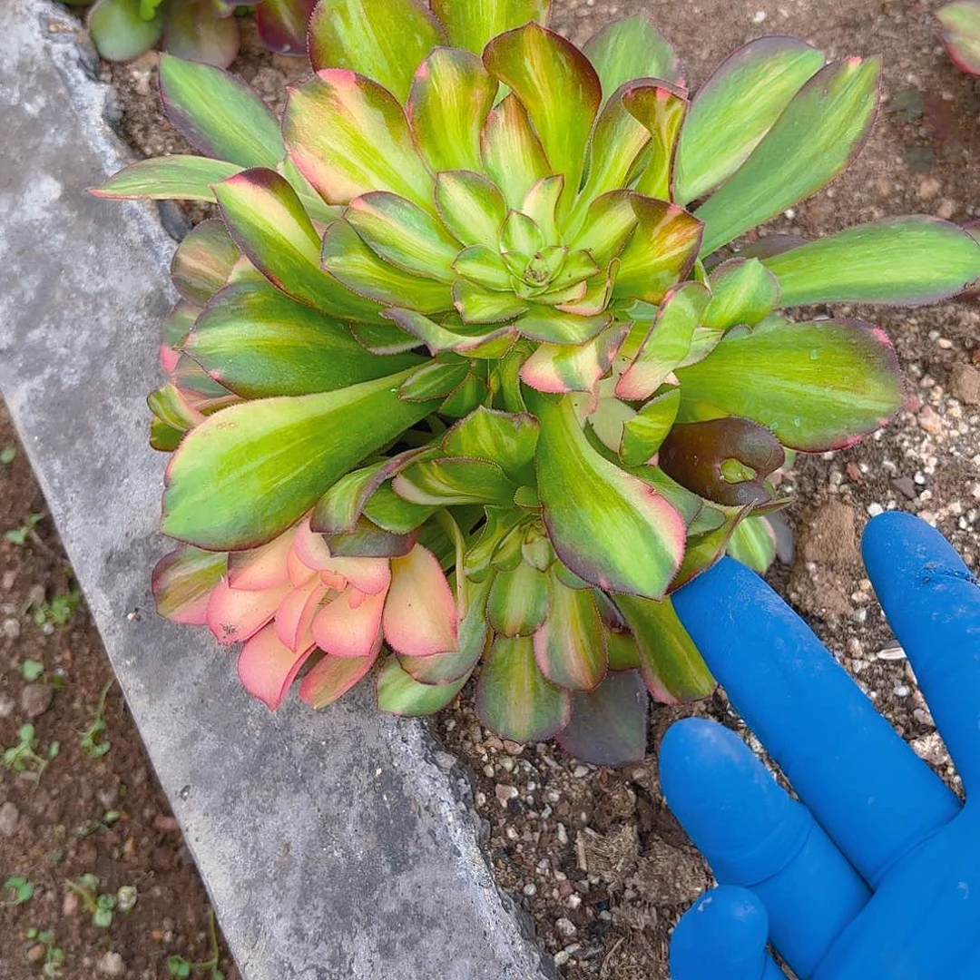 韶秀七彩手捧多肉植物