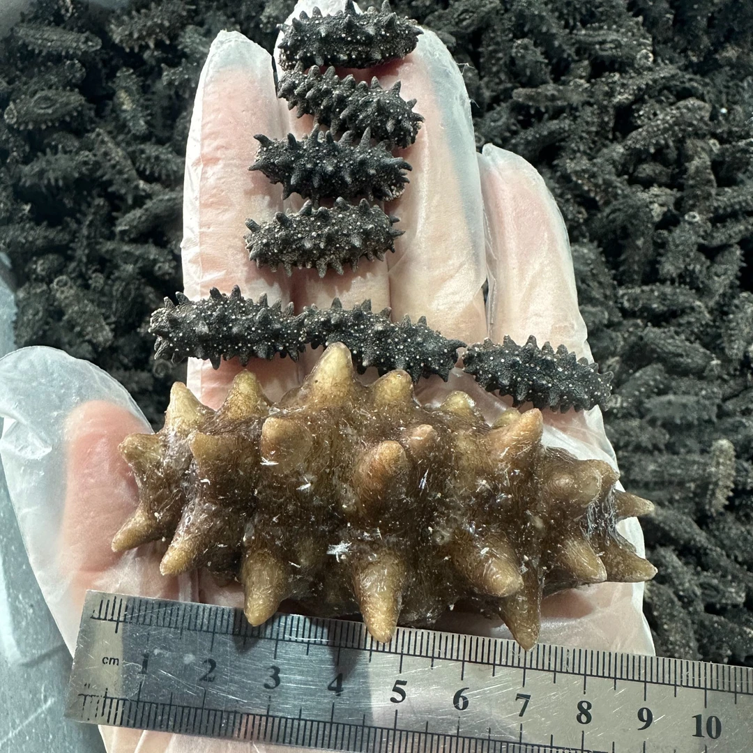 【丽莎小武甄选】俄罗斯深海海域非养殖海参300头