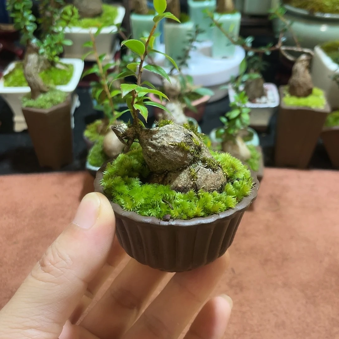 无花朵五翅梅一物一拍随单20
