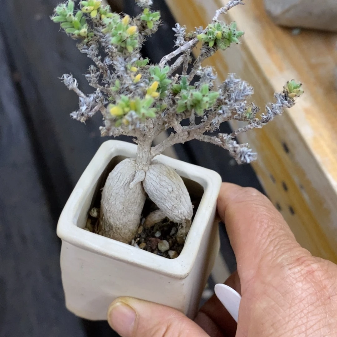 精品多肉一物一拍不包整142