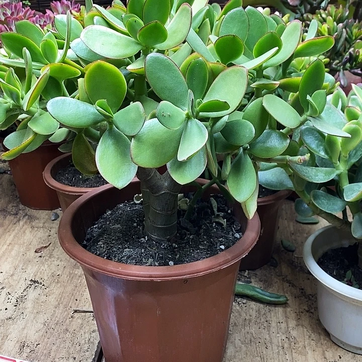 大叶玉树一物一拍