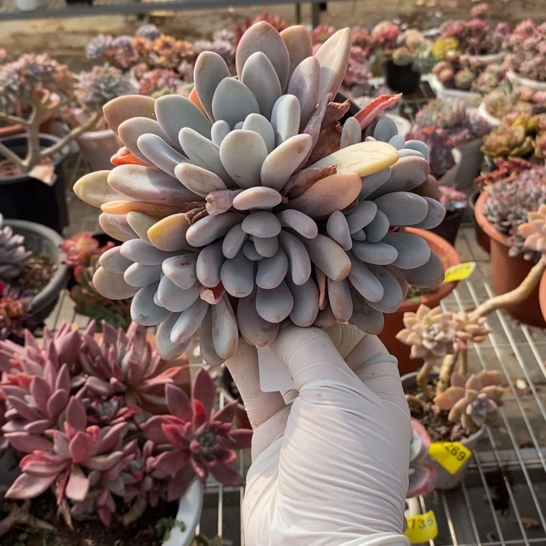 228粉兔多头一物一拍