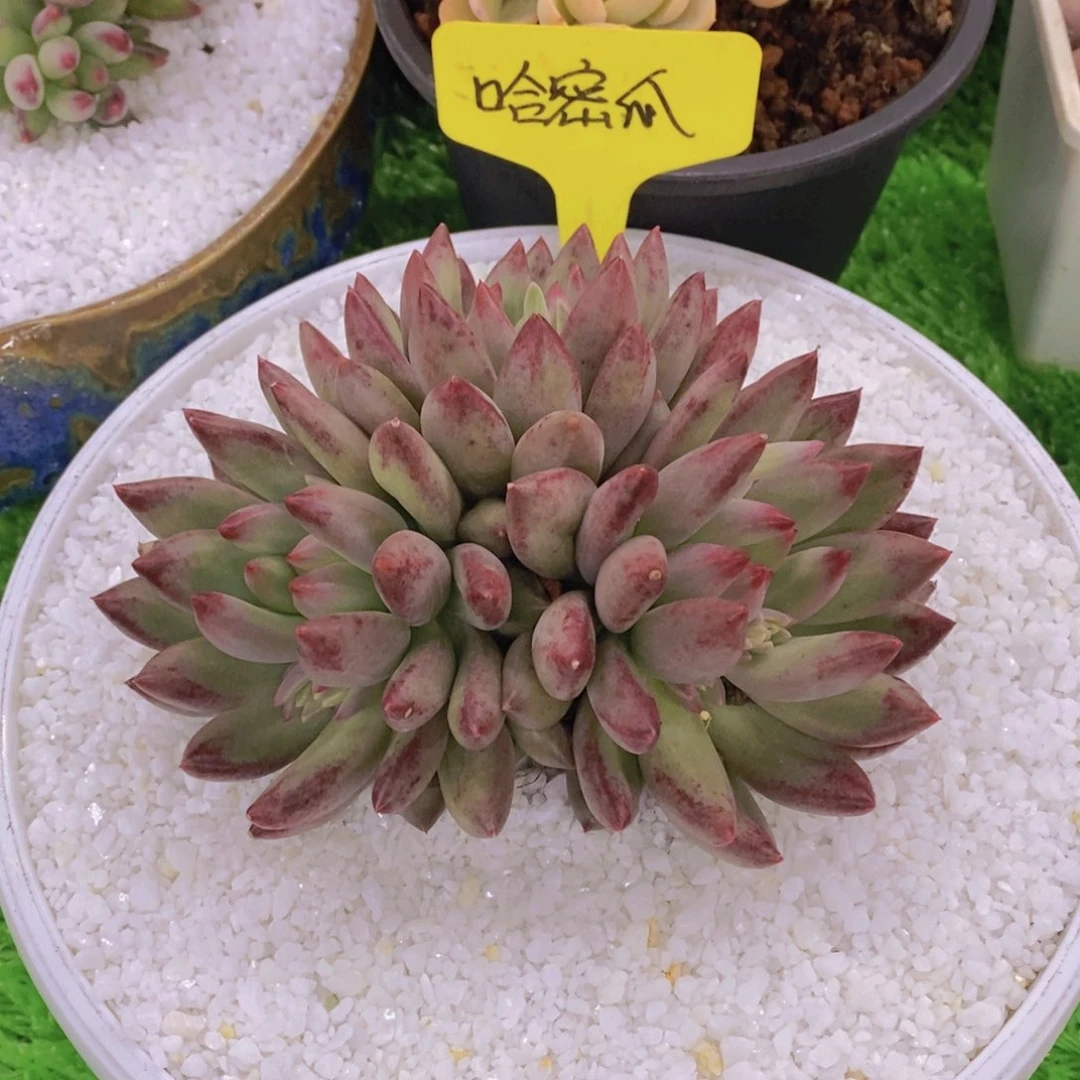 开心多肉植物多肉