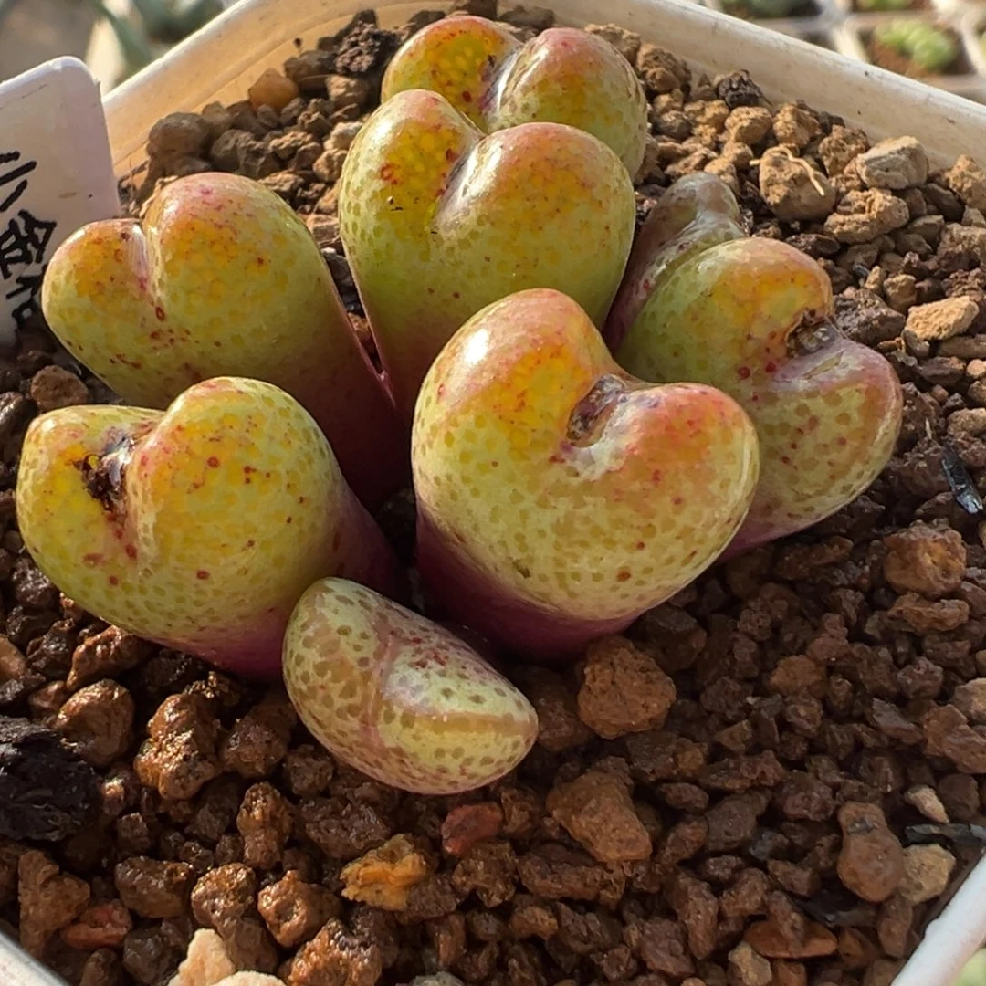 特价母本金桔群多肉植物