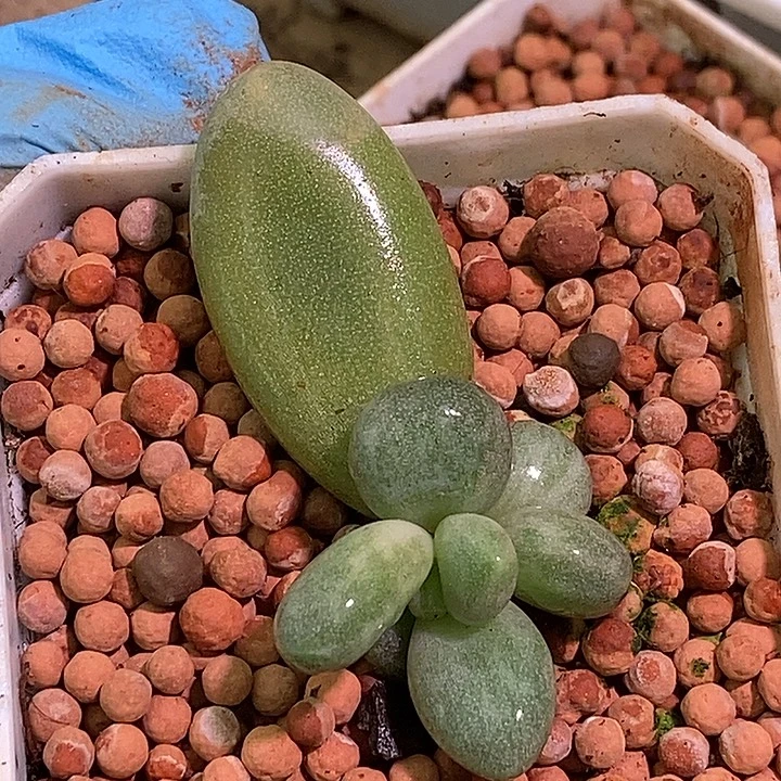 我***缘白糖果锦多肉植物