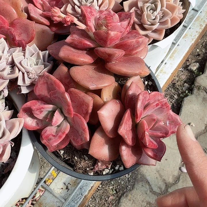 琉璃盏多肉植物精品