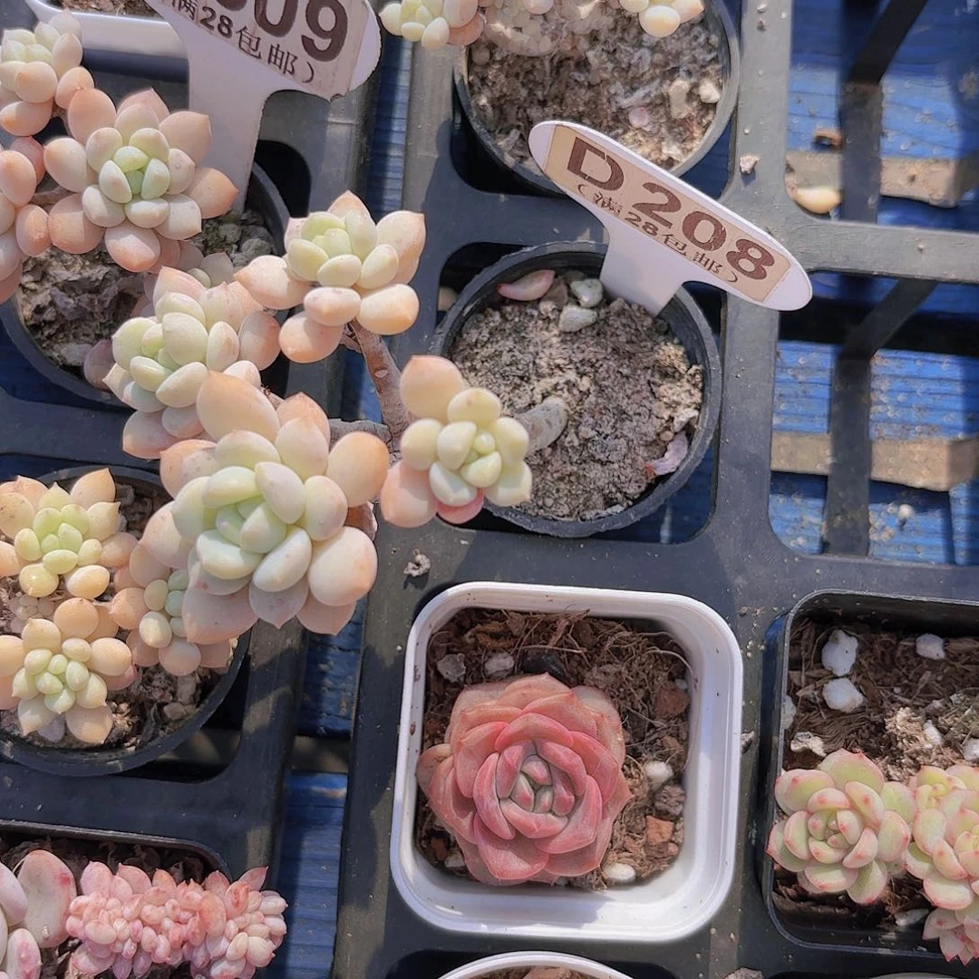 薇*凉D208奶糖一物一拍