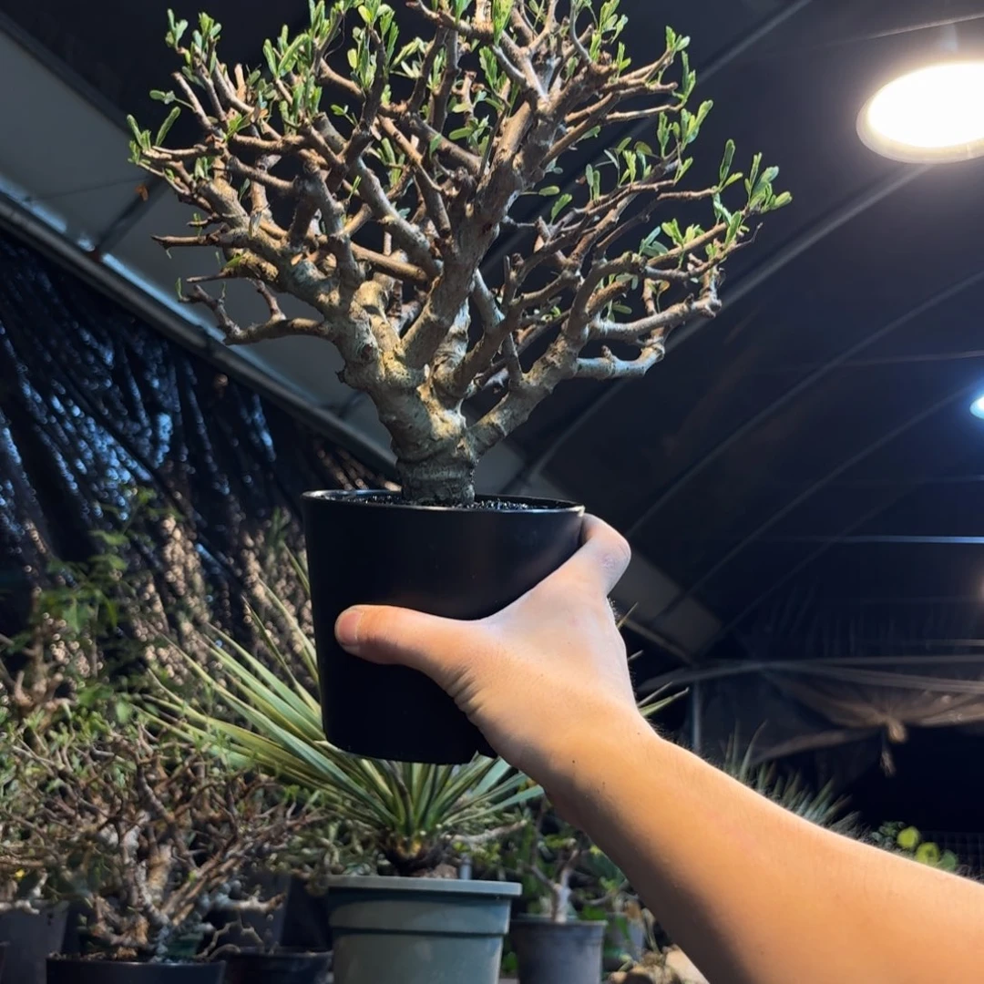 念珠苏木3666696966666