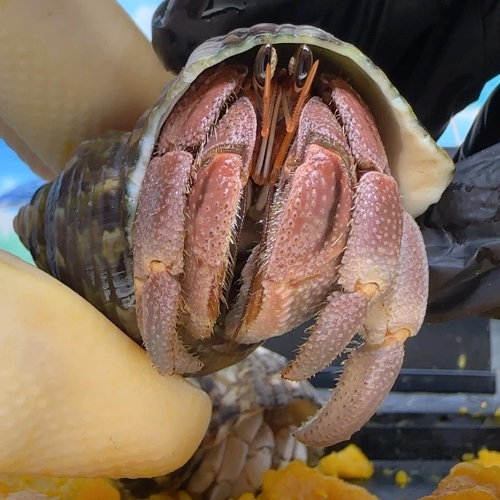 粉色 灰白2.0cm口径