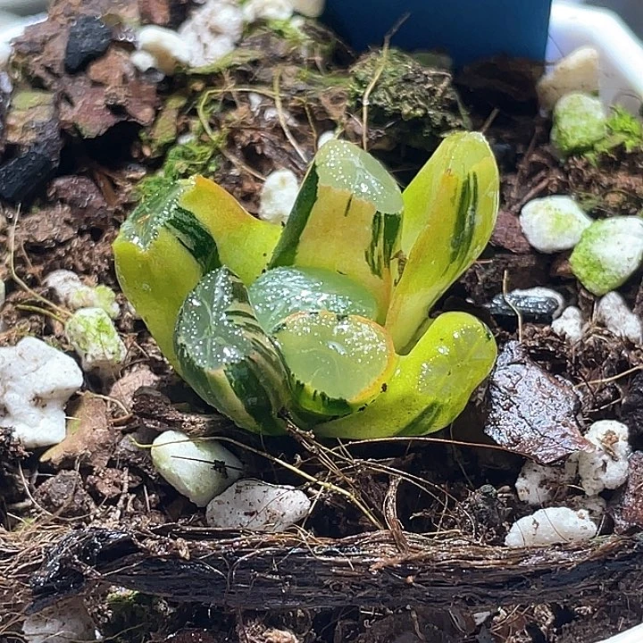 829万象锦一物一拍