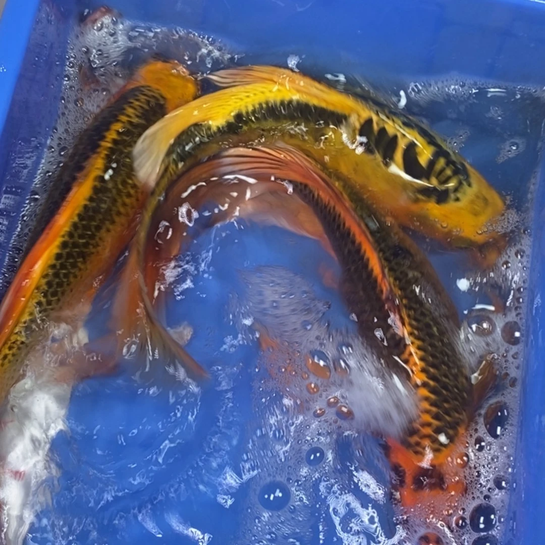 海水鱼冷水锦鲤包邮