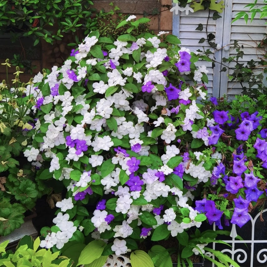 鸳鸯茉莉棒棒糖盆栽花卉带香味庭院阳台易养护耐寒耐晒