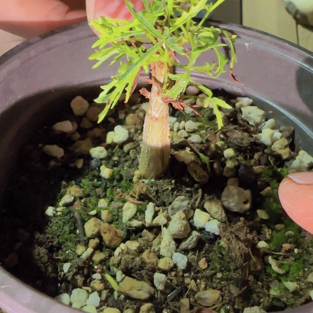 块根植物块根植物
