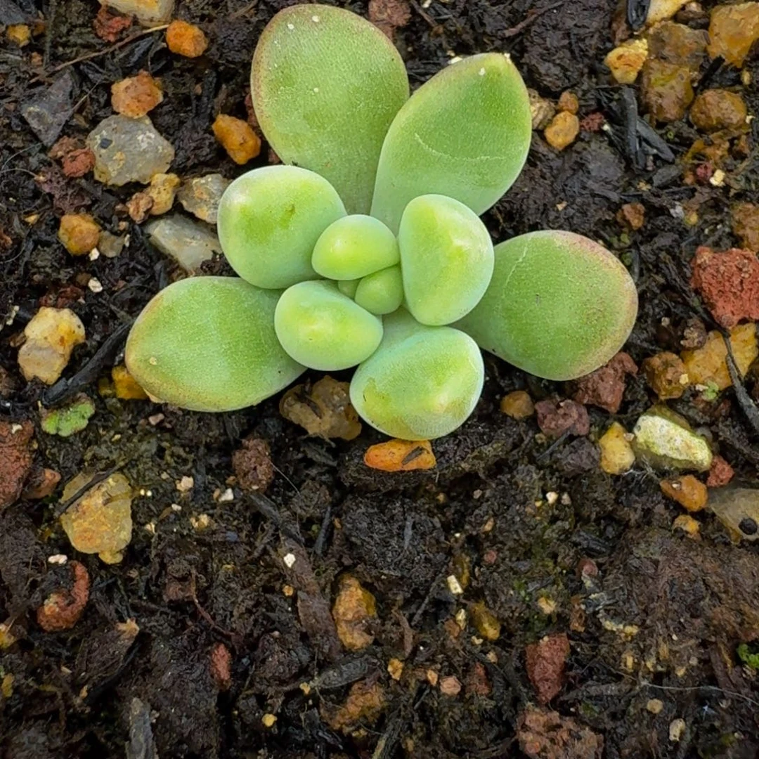 橙色奇迹 单头 一物一拍