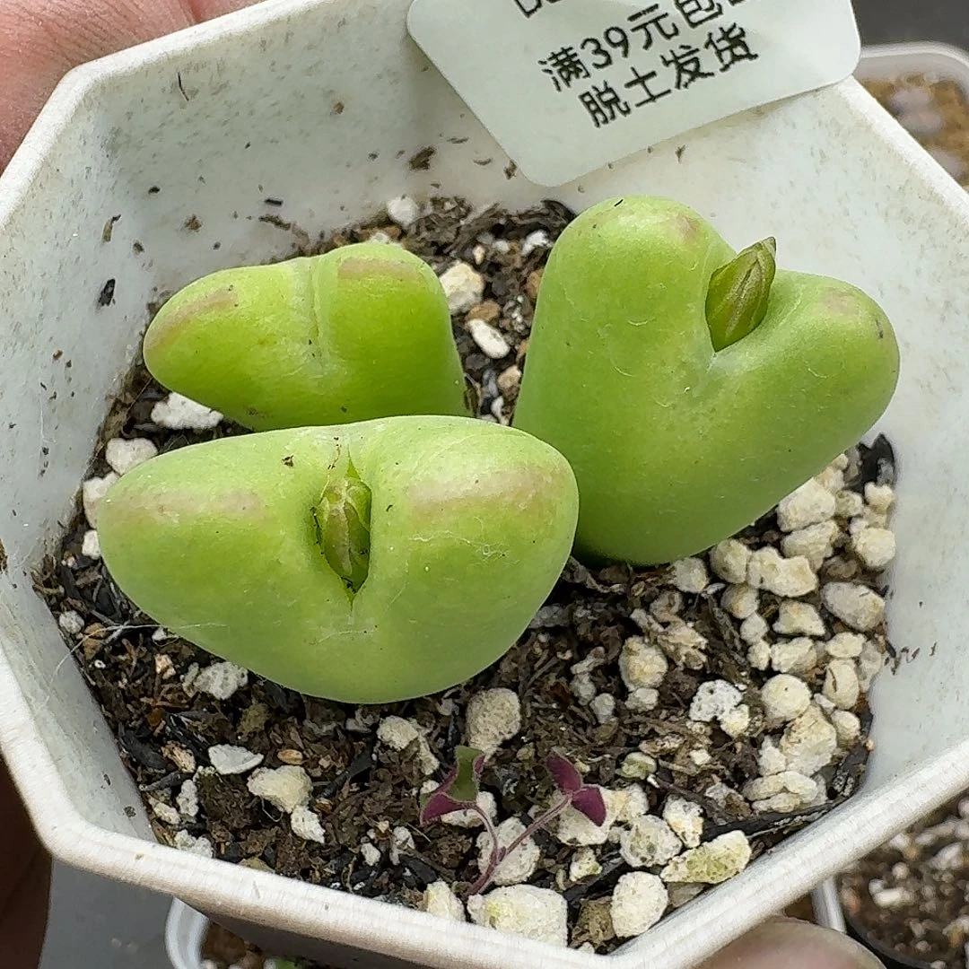 373的呼呼呼哈笑了好久笑起来