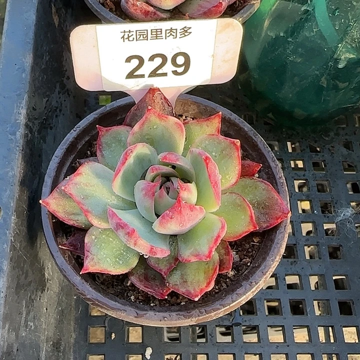 229 惊鸿仙子多肉植物6-9cm