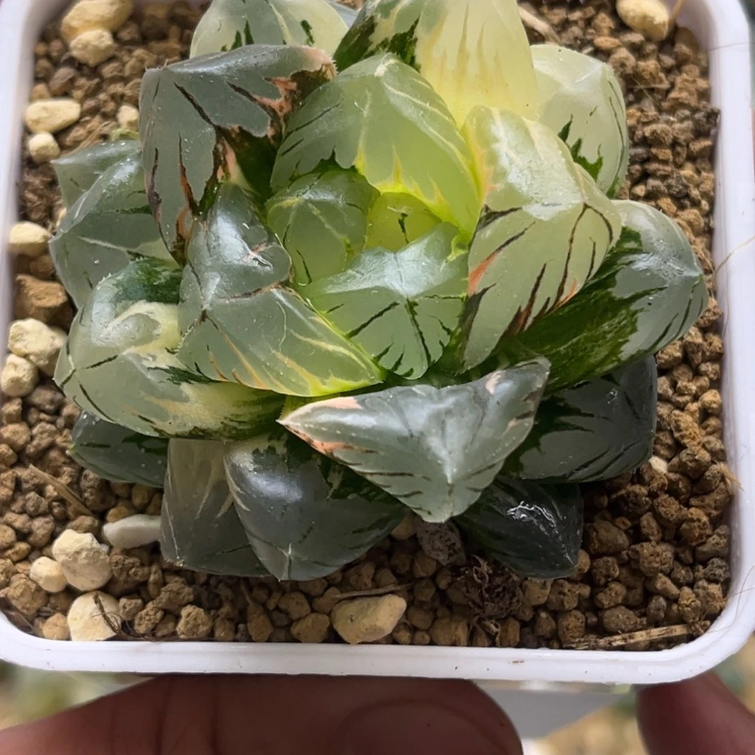 404水晶玉露锦发发发发发发