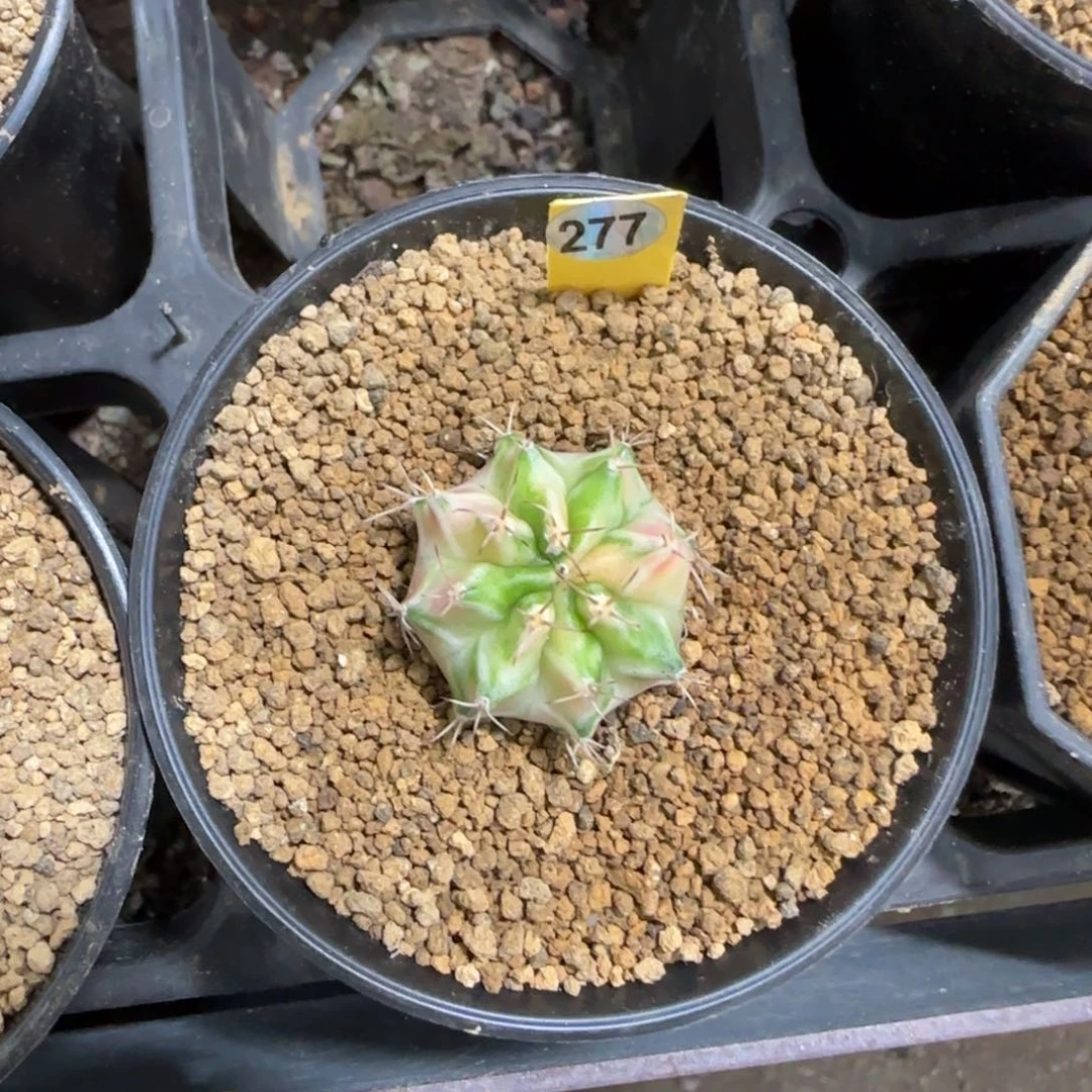 啵***丫277号白锦米哈锦哦