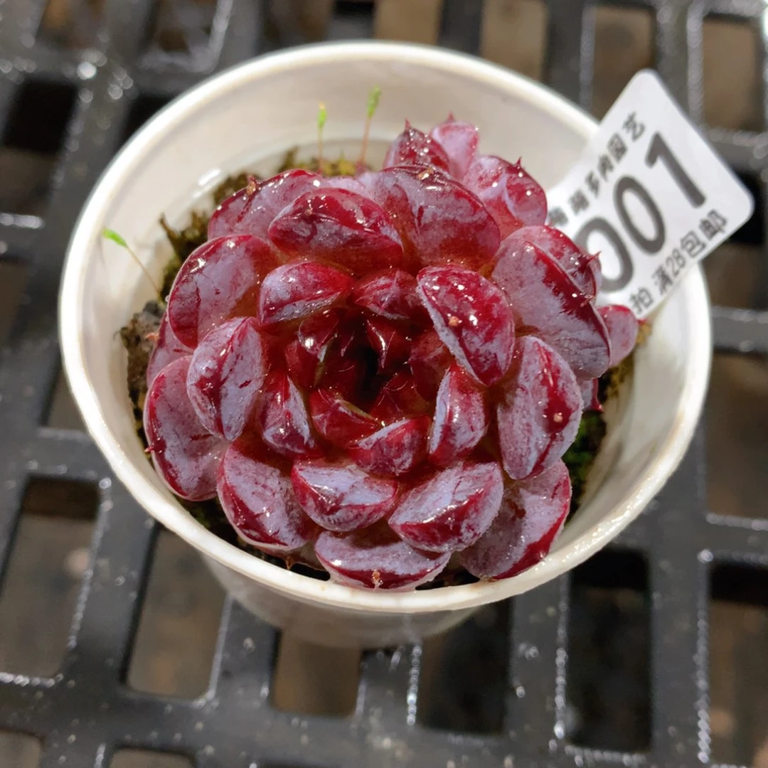 肉萌萌拇指盆精控多肉ZP001