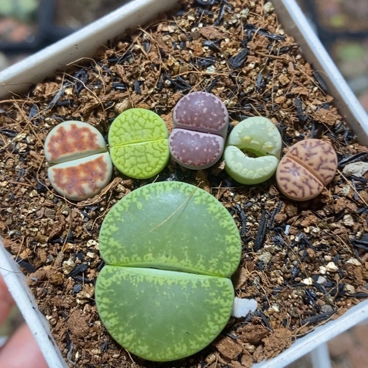 漂亮大脚丫特价秒