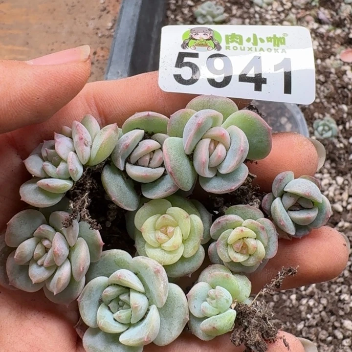 多肉植物多肉植物