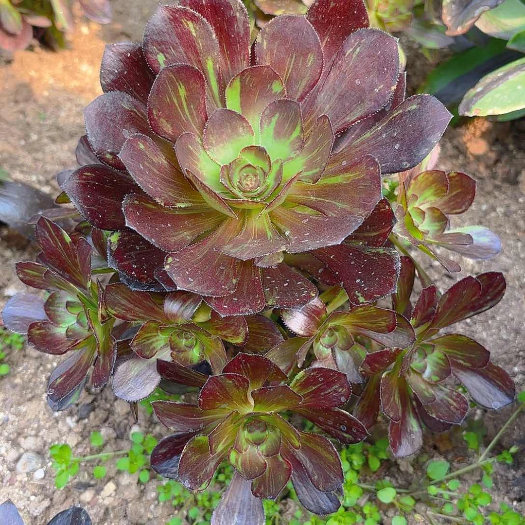 花无缺手捧多肉植物