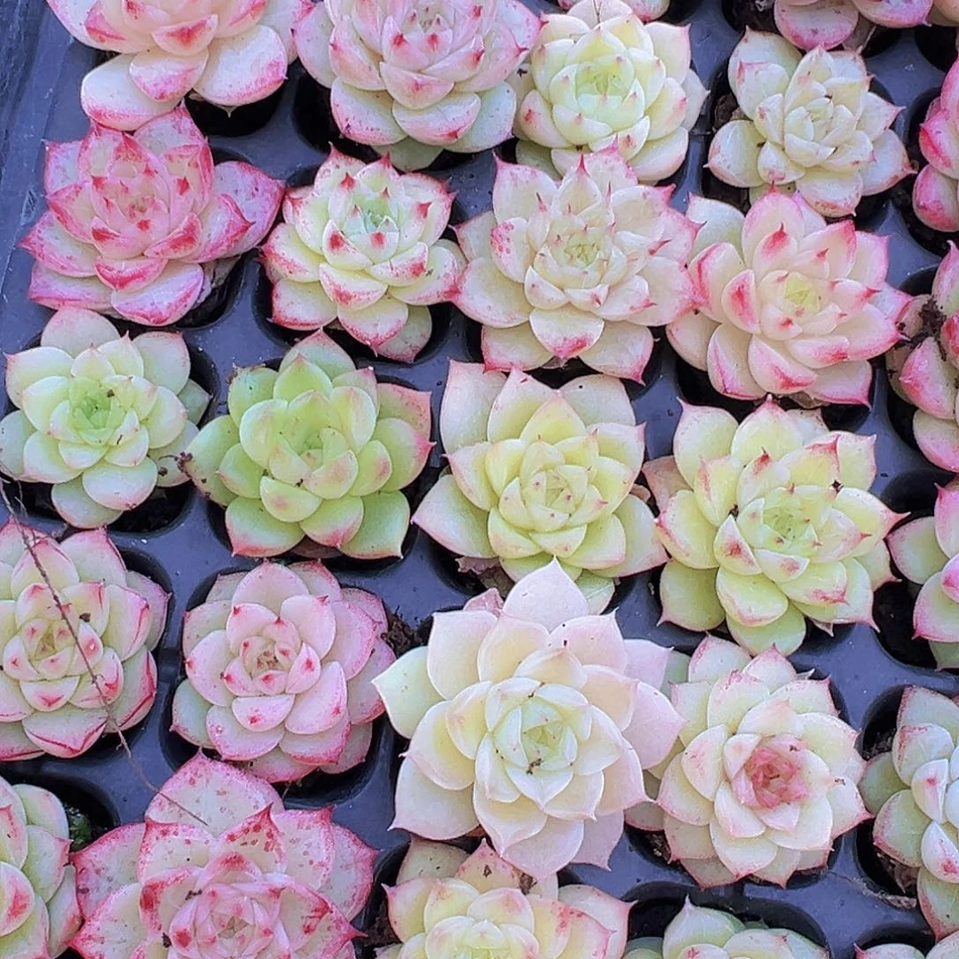 冰麦3代精品10颗多肉